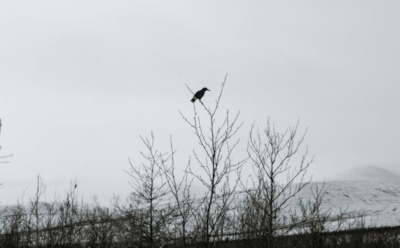 17 декабря: что нельзя делать в День Варвары