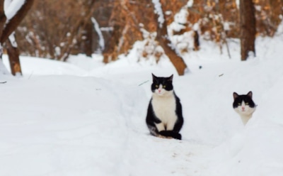 20 декабря: что нельзя делать в День Амвросия Медиоланского