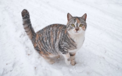 24 декабря: что нельзя делать в Никонов день