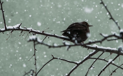 5 января: что нельзя делать в Нифонтов день