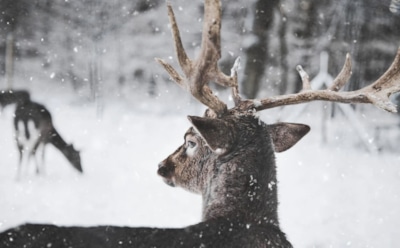 21 января: что нельзя делать в День памяти Георгия Хозевита