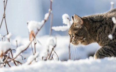 26 января: что нельзя делать в Ермилов день