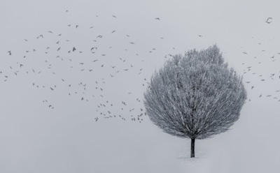 30 января: что нельзя делать в День Антония Великого