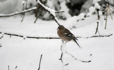 6 февраля: что нельзя делать в День блаженной Ксении Петербургской