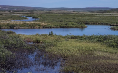 Таймырский заповедник: история и цели создания, охраняемые и краснокнижные виды, климат и значение