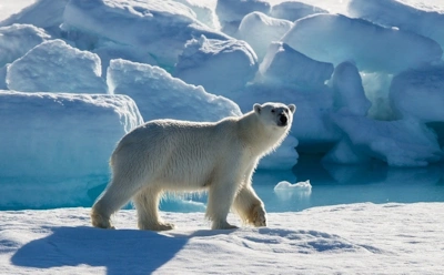 Остров Врангеля — первый северный заповедник в России: природа, обитатели, интересные факты