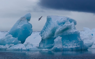 Крупнейший в Евразии Большой Арктический заповедник и его особенности: история и цели создания, обитатели, интересные факты