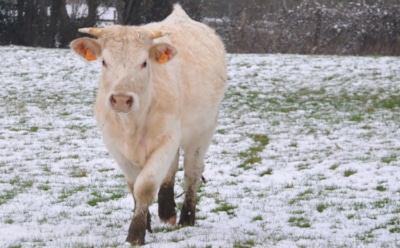 19 февраля: что нельзя делать в День памяти Вукола