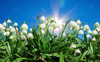 13 марта: что нельзя делать на Торжество Православия