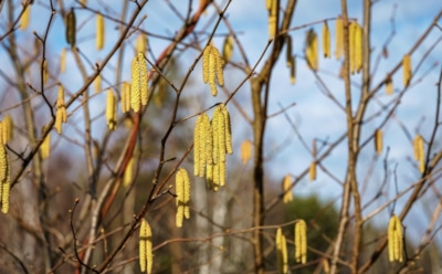 20 марта: что нельзя делать в День памяти Павла Препростого