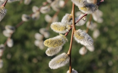 21 марта: что нельзя делать в День памяти Феофилакта Исповедника