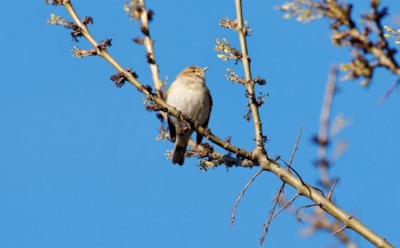 23 марта: что нельзя делать в День памяти мученика Кодрата и иже с ним