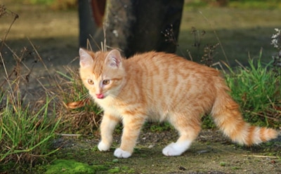24 марта: что нельзя делать в День памяти святителя Софрония