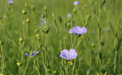 25 марта: что нельзя делать в День памяти Феофана Исповедника