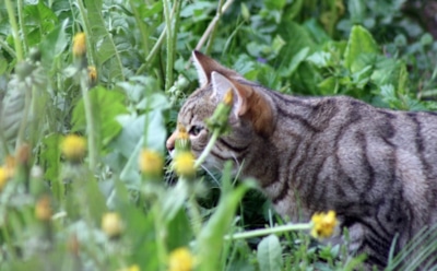 4 апреля: что нельзя делать в День памяти Василия Анкирского