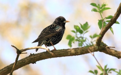 7 апреля: что нельзя делать на Благовещение Пресвятой Богородицы