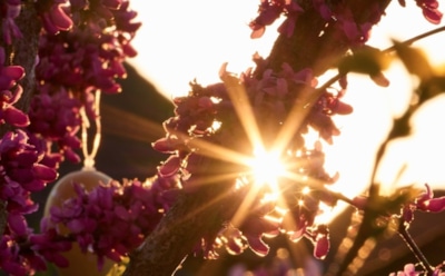 9 апреля: что нельзя делать в День памяти Матроны Солунской