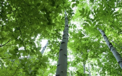 11 апреля: что нельзя делать в День памяти преподобного Иоанна Египетского