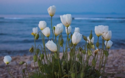 12 апреля: что нельзя делать в День памяти Софрония Иркутского