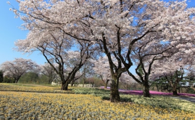 18 апреля: что нельзя делать в Великий понедельник