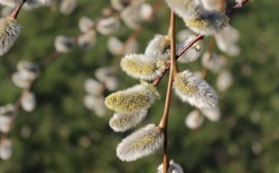 17 апреля: что нельзя делать в Вербное воскресенье