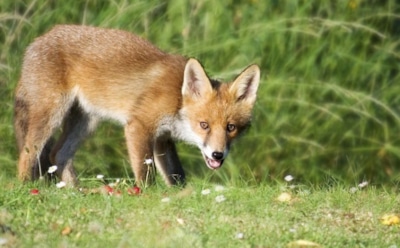 27 апреля: что нельзя делать в День памяти Мартина Исповедника
