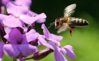 28 апреля: что нельзя делать в День памяти Анастасии и Василиссы Римских