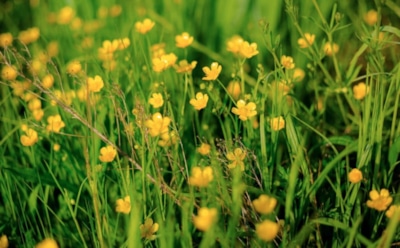 30 апреля: что нельзя делать в День памяти Акакия Мелитинского