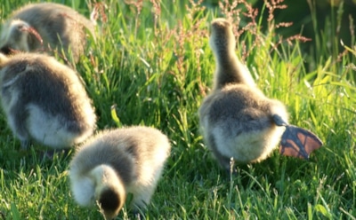 16 мая: что нельзя делать в День памяти Феодосия Печерского