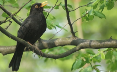 15 мая: что нельзя делать в День памяти Афанасия Великого