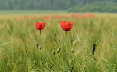 28 мая: что нельзя делать в День памяти Пахомия Великого