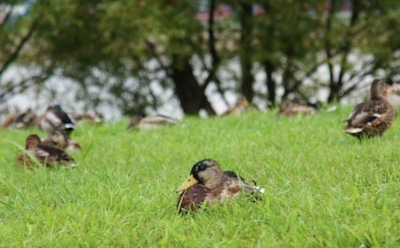 9 июня: что нельзя делать в День памяти Нила Столобенского