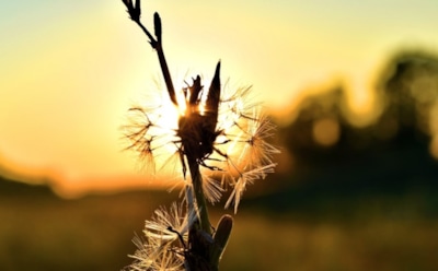 14 июня: что нельзя делать в День памяти Дионисия Глушицкого