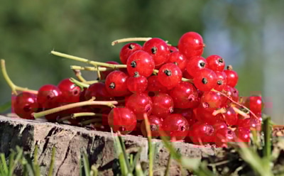 22 июня: что нельзя делать в День памяти Кирилла Александрийского