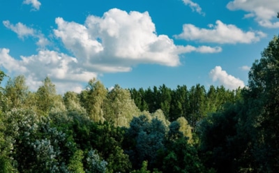 23 июня: что нельзя делать в День памяти Василия Рязанского