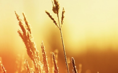 28 июня: что нельзя делать в День памяти митрополита Ионы