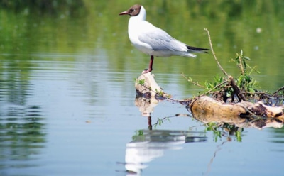 29 июня: что нельзя делать в День памяти Тихона Амафунтского