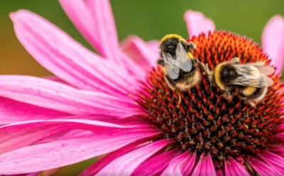 2 июля: что нельзя делать в День памяти апостола Иуды Иаковлева