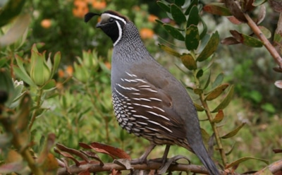 3 июля: что нельзя делать в День памяти Мефодия Олимпийского
