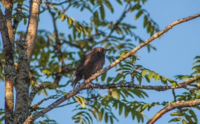 6 июля: что нельзя делать на Собор Владимирских святых