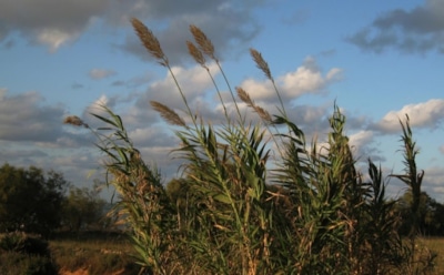8 июля: что нельзя делать в День Петра и Февронии