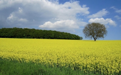 12 июля: что нельзя делать в День Петра и Павла