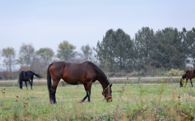 16 июля: что нельзя делать в День памяти Филиппа Московского