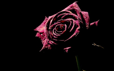 Полиция разбирается с мошенническим кастингом на шоу «Холостяк»