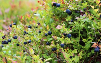 19 июля: что нельзя делать на Собор Радонежских святых