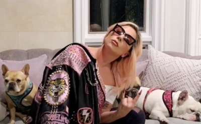 Похитителя собак Леди Гаги выпустили из тюрьмы по ошибке