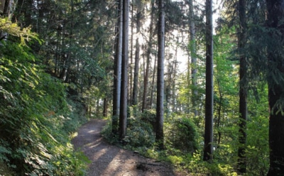 21 июля: что нельзя делать в День памяти Прокопия Кесарийского