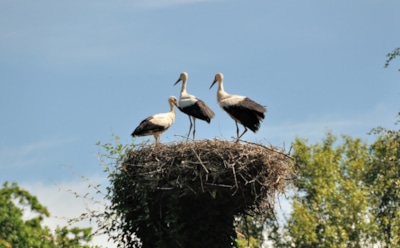 27 июля: что нельзя делать в День памяти Стефана Махрищского