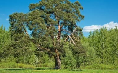 29 июля: что нельзя делать в День Афиногена Пидахфойского