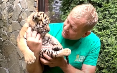 В Крыму директора парка львов посадили из-за покусанного ребенка